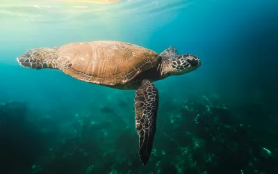 Why Hawaii is a World-Class Diving Destination